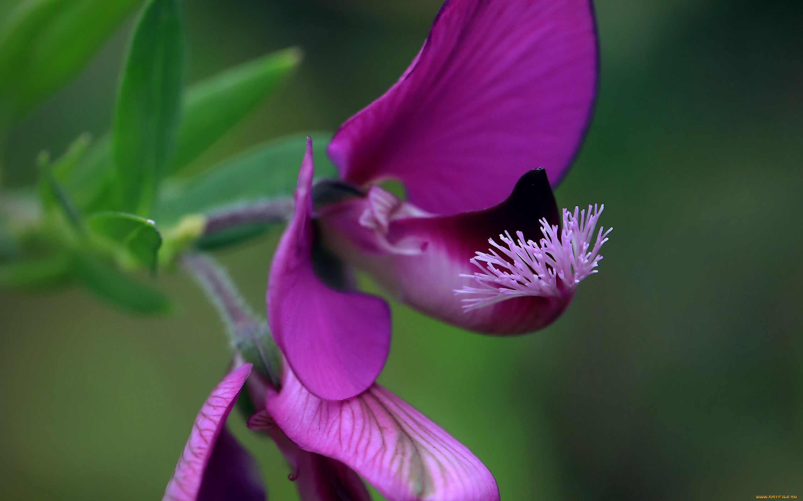 , polygala, 